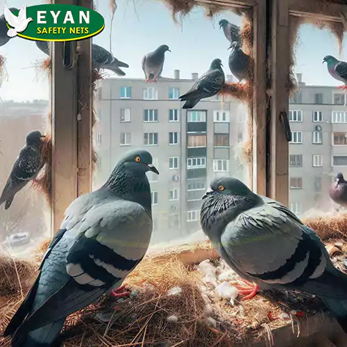 pigeon nuisance on windows without bird nets