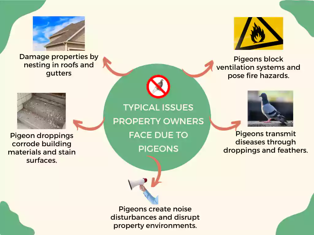 Typical issues property owners face due to pigeons
