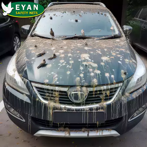bird droppings on car not secured with nets